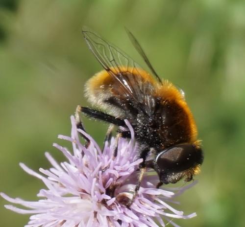 Eristalis intricaria